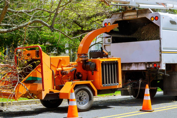 Bret Harte, CA Tree Removal and Landscaping Services Company